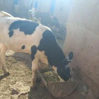 گاو