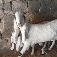 بز مری|حیوانات مزرعه|زاهدان, |دیوار