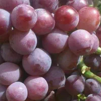 پیشفروش نهال انگور فلیم سیدلس|خدمات باغبانی و درختکاری|گلبهار, نوبهار|دیوار