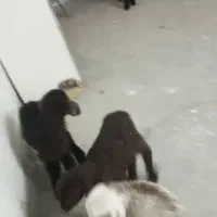 بره ماده شیری|حیوانات مزرعه|بجنورد, |دیوار