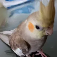 این پرنده دو روز گم شده