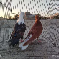 کله سفید ..دم سفید|پرنده|سبزوار, عظیمیان|دیوار