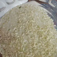 برنج چمپا