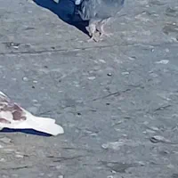 باماده طوقی زنم