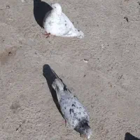 سرور|حیوانات|مشهد, امیرآباد|دیوار