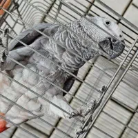 کاسکو ماده بالغ