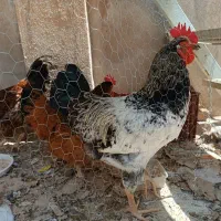 مرغ و خروس