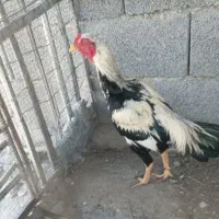 خروس نیکشهر