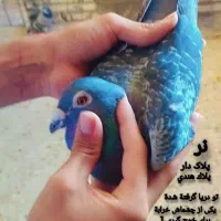 کبوتر پلاکی|پرنده|شادگان, |دیوار