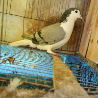 کبوتر ماده دمگیر سینه دمپاک