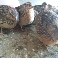 کود مخلوط بلدرچین و..