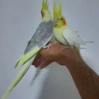 عروس هلندی مولدسوپرتاج دستی سخنگو.سهره.انگشترقناری|پرنده|کرمانشاه, |دیوار