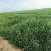 فروش  زمین کشاورزی آریک کانال ۳