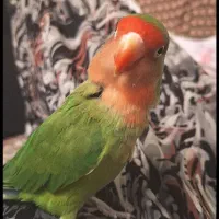 طوطی کوتوله|پرنده|نیشابور, ۲۲ بهمن|دیوار