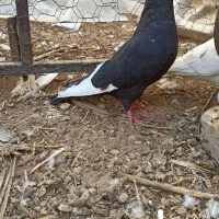 سینه