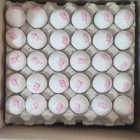 پخش تخم مرغ