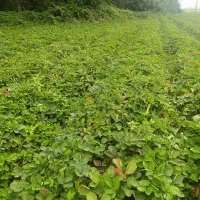 نهال توت فرنگی سالم سابرینا نی 15