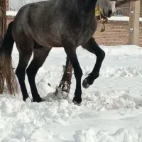 اسب نر ۵سال|اسب و تجهیزات اسب‌سواری|سیلوانه, |دیوار