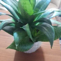 گل اپارتمانی|گل و گیاه طبیعی|ورامین, ورامین|دیوار