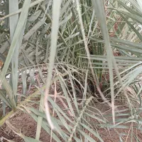 پاجوش نخل خاصویی