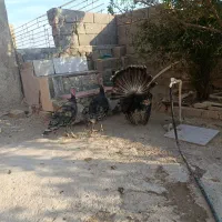 بوقلمون محلی|حیوانات مزرعه|آبدانان, |دیوار