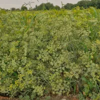 رازیانه آبیاری شده با آب موتور