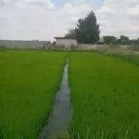 کندن بذر|گل و گیاه طبیعی|رامیان, |دیوار