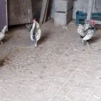 مرغ و خروس سبرایت|حیوانات مزرعه|آستانه اشرفیه, |دیوار