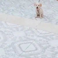 سگ پامر اشپیتز