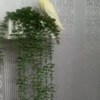 عروس هلندی ماده ۳ ماه و نر ۲ونیم ساله سخنگو