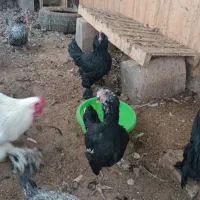 خروس برهما