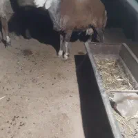 بره نر سنجابی