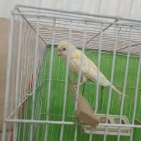 قناری ماده معاوضه با عروس|پرنده|سبزوار, باهنر|دیوار