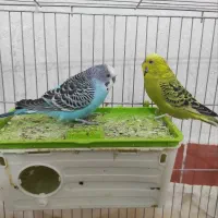 معاوضه با عروس هلندی