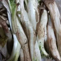 کنگر درجه یک