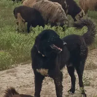 سگ نر