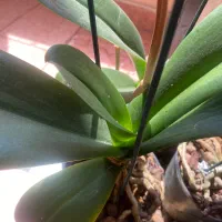 ارکیده ، سه بوته