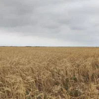 فروش پنج هکتار زمین کشاورزی مرغوب