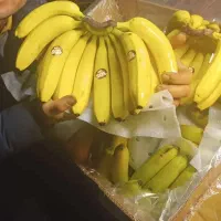موز اکوادور