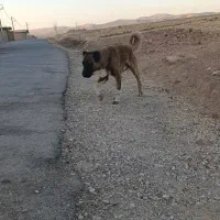 سگ سرابی|سگ|کرمانشاه, |دیوار