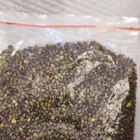 مغز پسته کوهی|خوردنی و آشامیدنی|شمشک, |دیوار