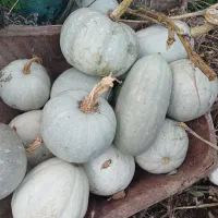 کدو حلوایی خوشمزه