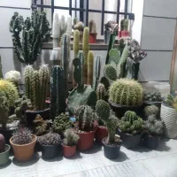 فروش کاکتوس همه مدل