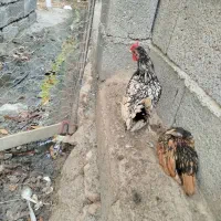 مرغ مینا توری چینی|پرنده|آسمینون, |دیوار