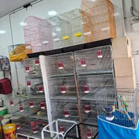 پرنده زینتی وقفسی درپرنده سراآلفا همچی زیرقیمت|پرنده|اصفهان, شفق|دیوار