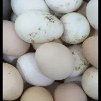 تخم نطفه دار  گلین اصیل