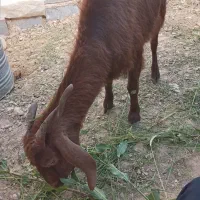 بز میش کهره