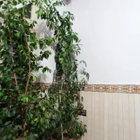گل پنج انگشتی وگل قاشقی.    8000000|گل و گیاه طبیعی|مراغه, |دیوار