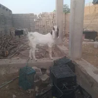 بیگ یا تیشتر نر افغانی داشتی