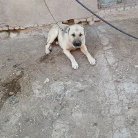 سگ سرابی گله ای